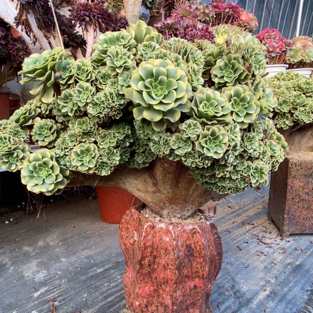 绿豆沙朵朵缀化老庄