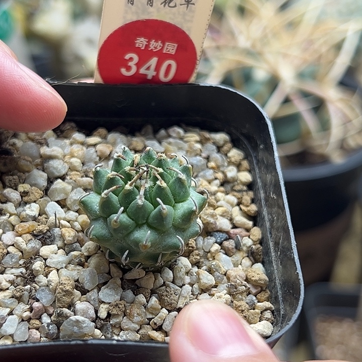 实生安德森娇丽2.2cm一棵仙人球