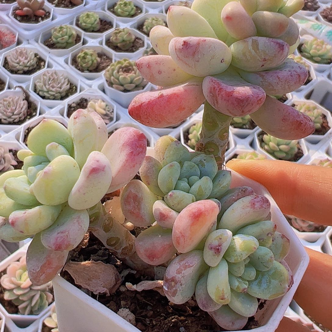 老桩樱花罗琦19包邮