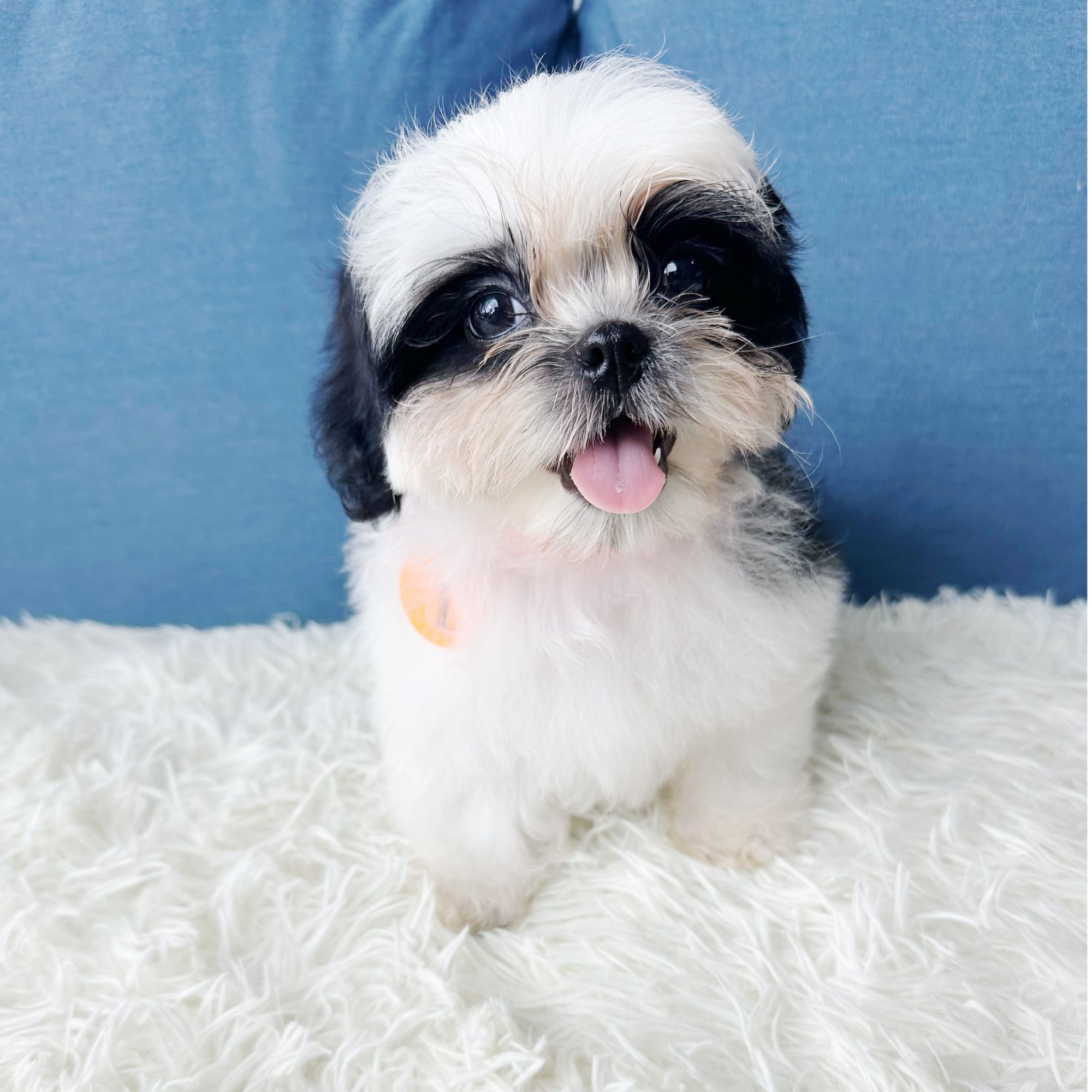 大贞姐【五折福利】灰白花西施弟弟幼犬