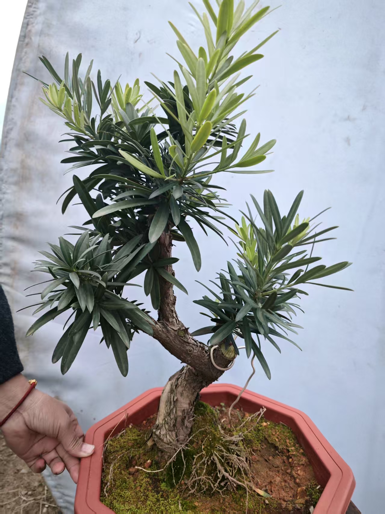 罗汉松直播（2）号（500----990）（偏远地区，镇上自提）