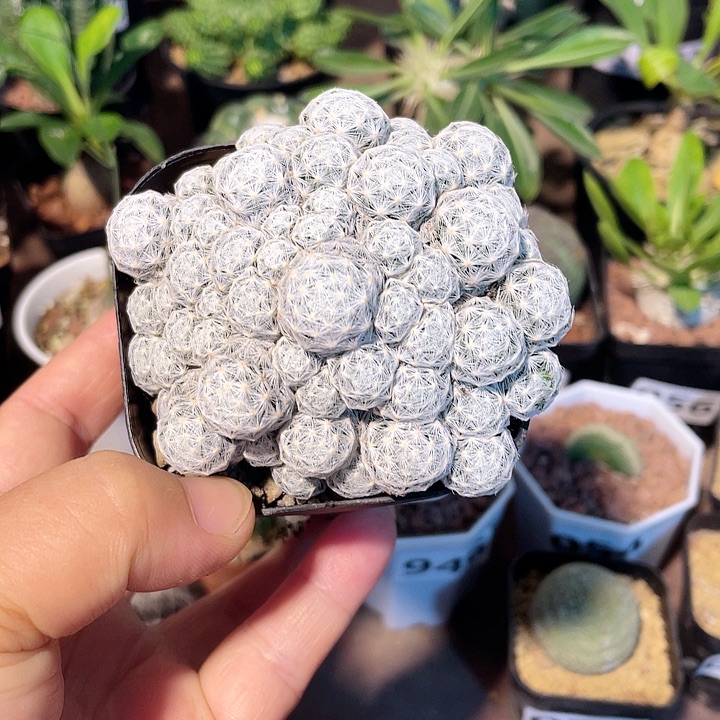 079姬春心多头群，