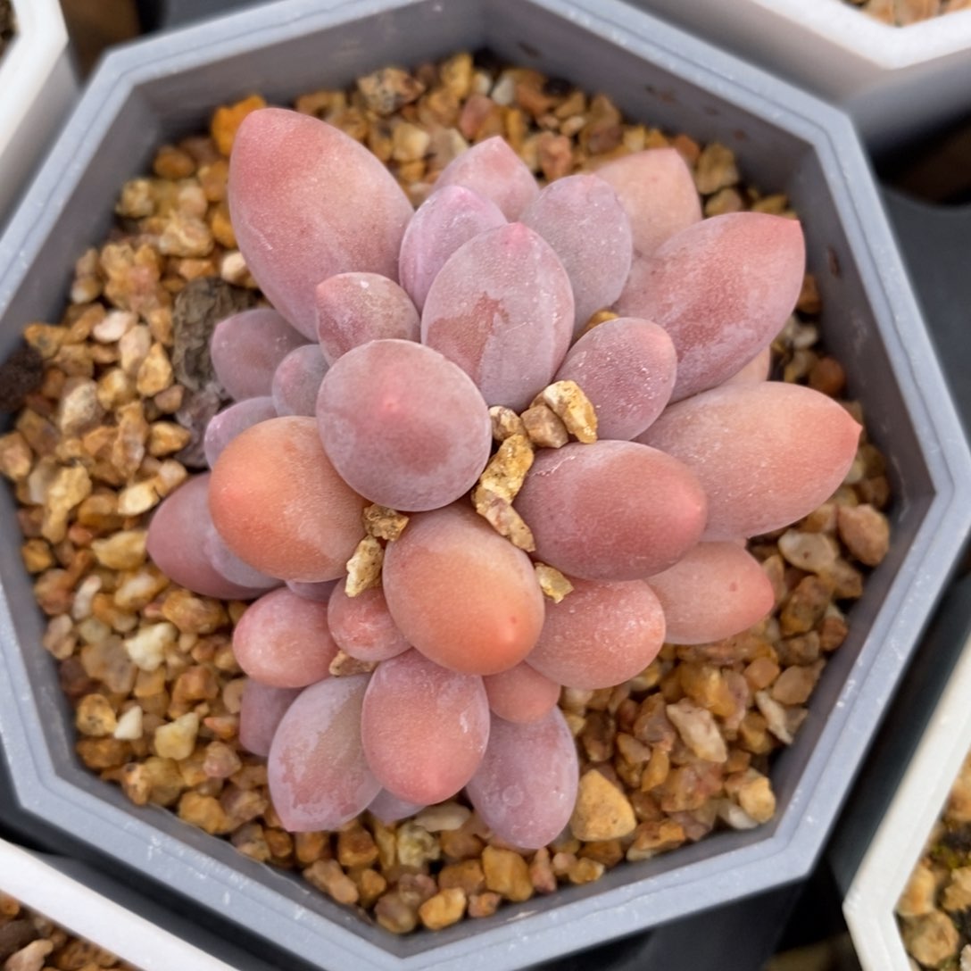 健健康康快快乐乐满38包邮多肉