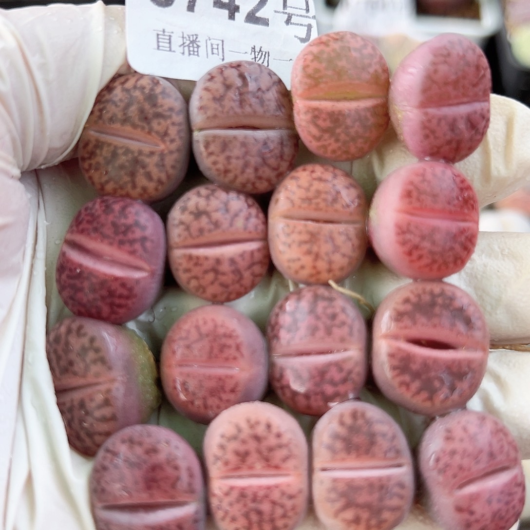 8742 好养易活生石花大母本16个1.6cm左右