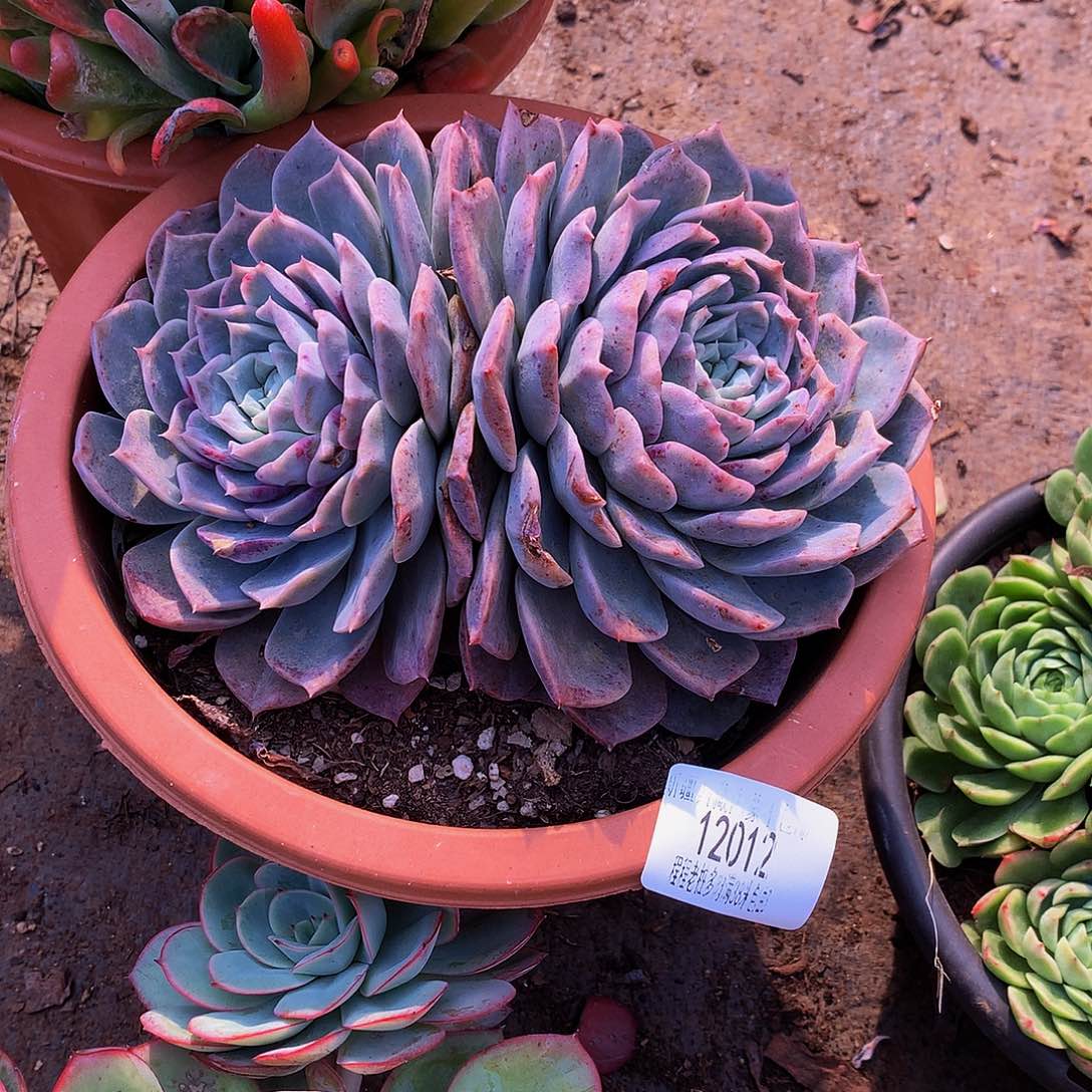 萌***教波赛冬12012多肉多肉