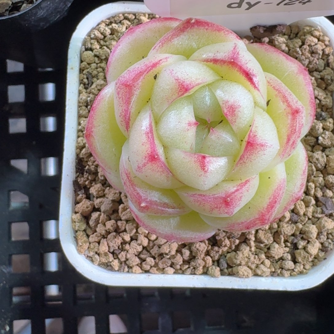 0131-0124-明珠单头一颗