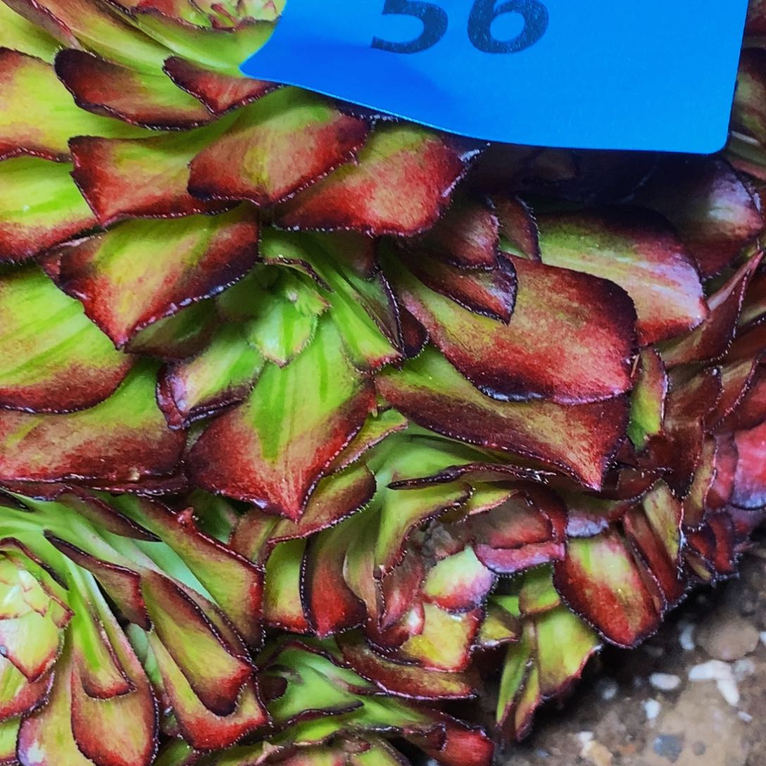 秀***上古园艺多肉法师56