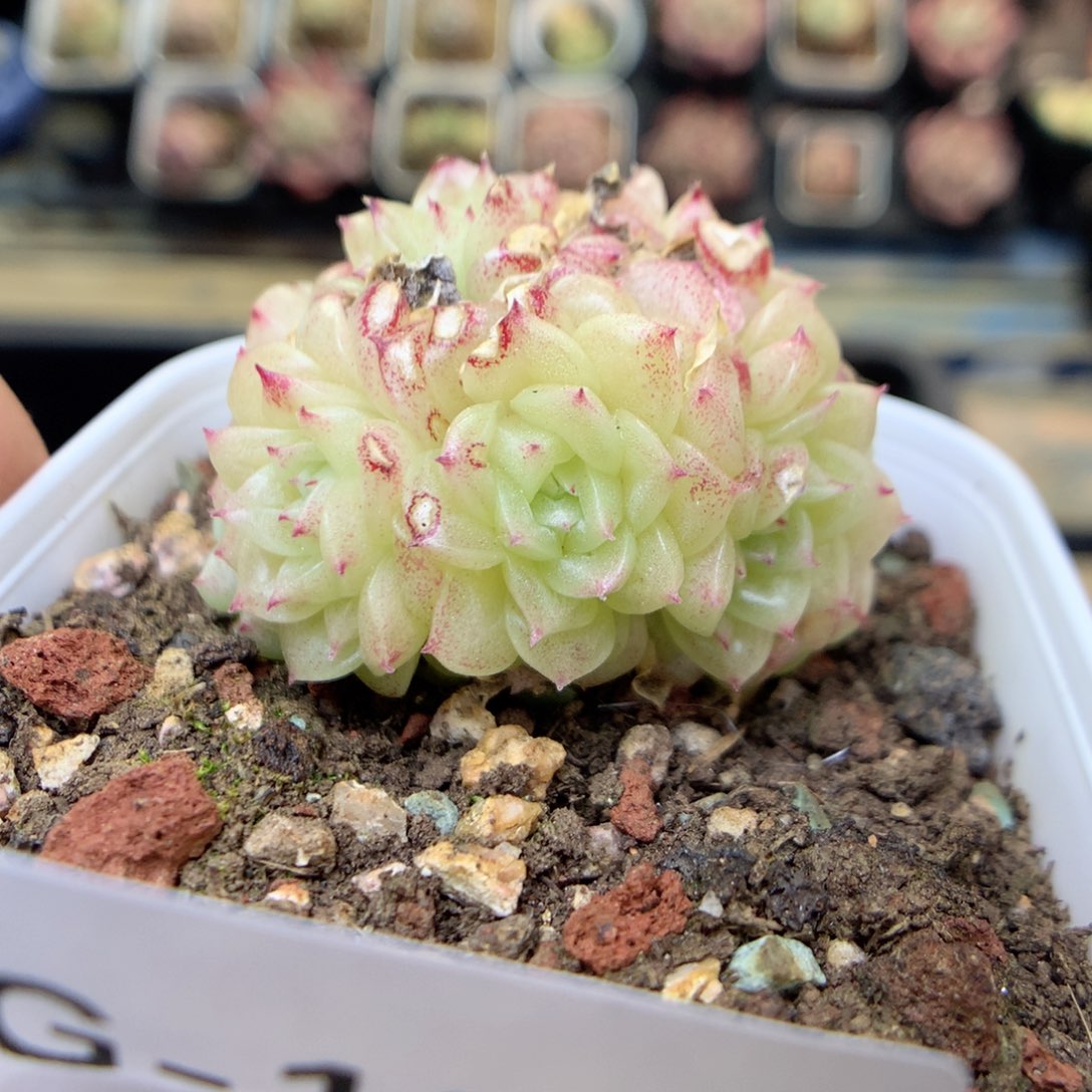 G122 ，20包邮两天凑单偏远地区不发货