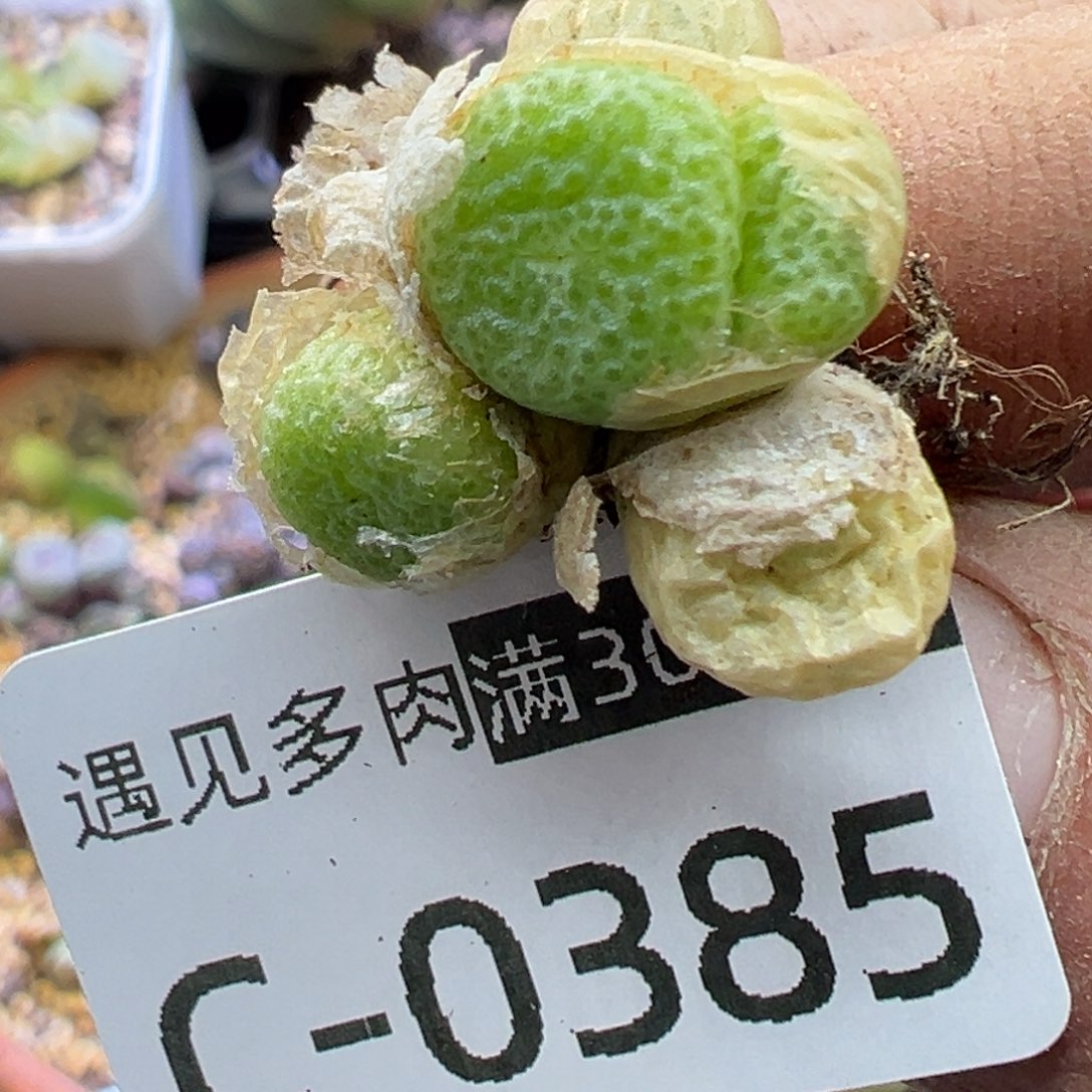 多肉植物1111111111111111