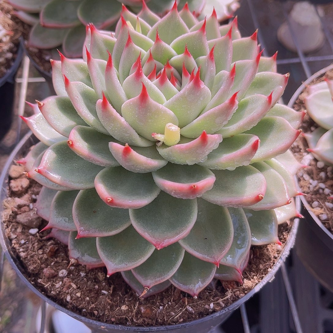 14.5公分托斯卡9999999999