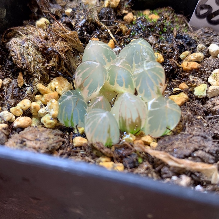 糊斑霓虹灯玉露锦带盆土