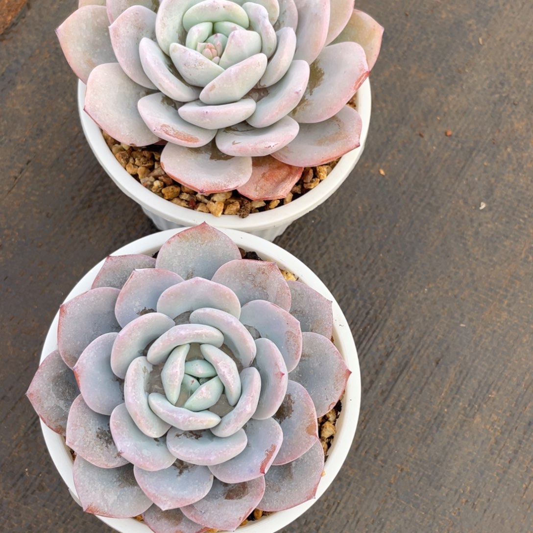 姐姐说要买什么了……