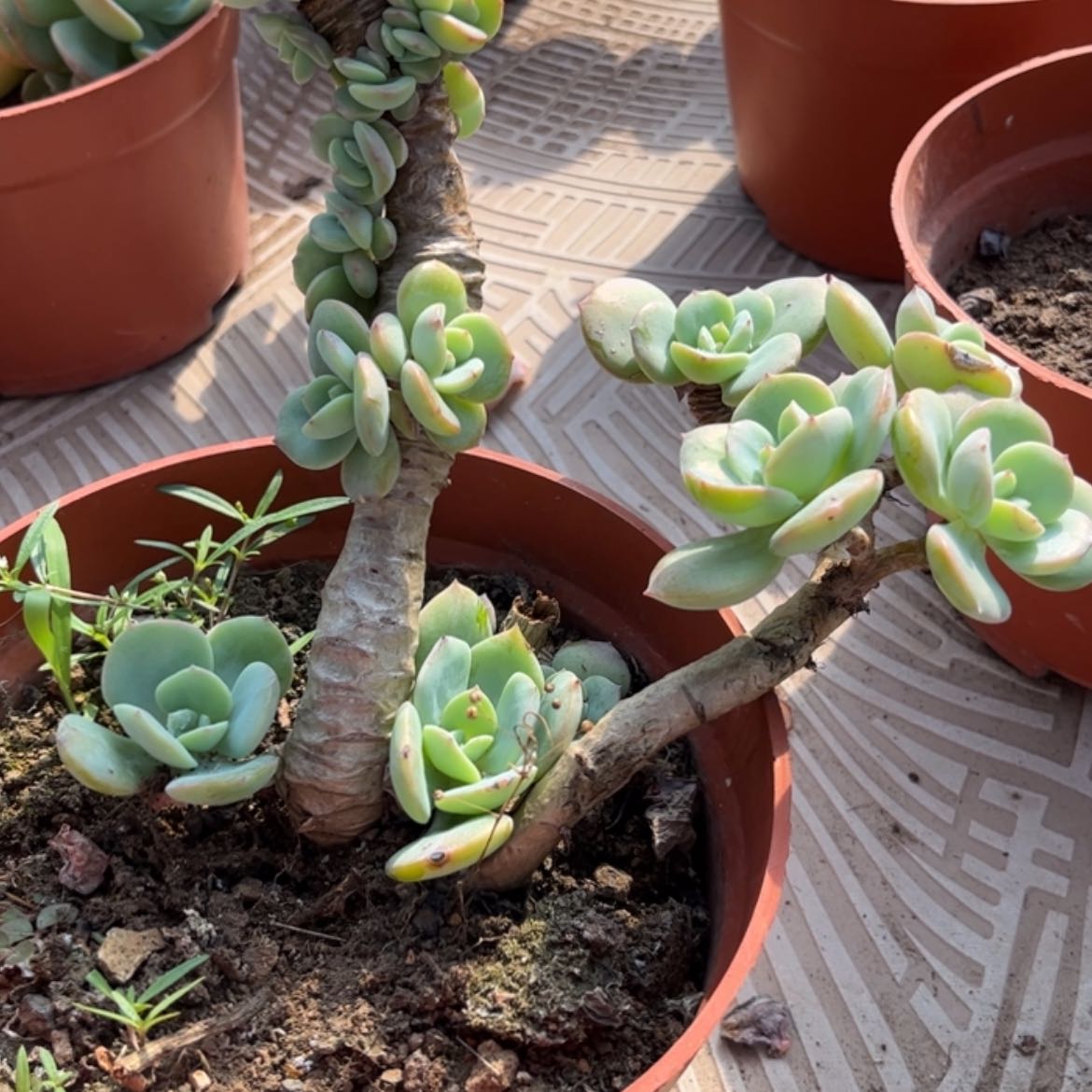 【闪购商品】无花朵巧****包