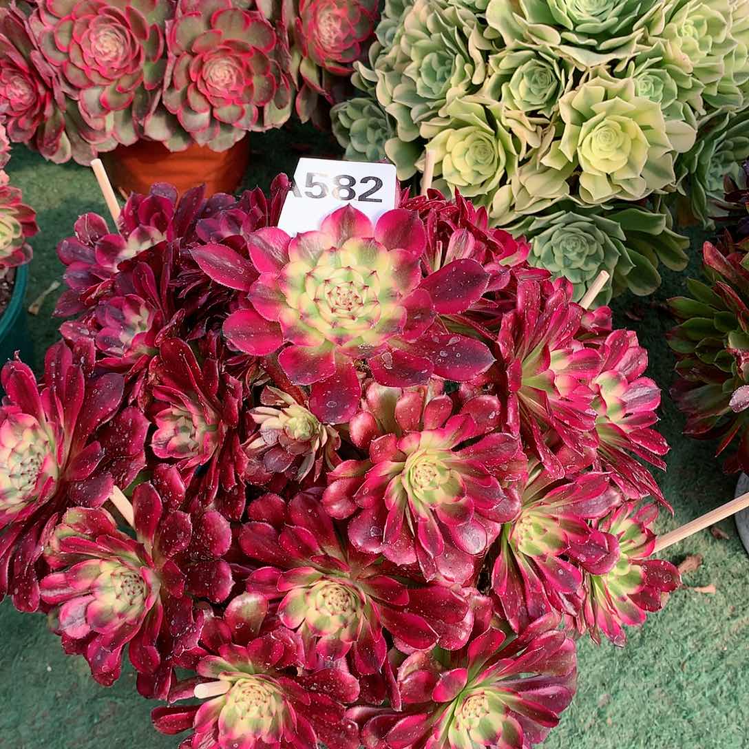 阳****6582.舞天姬多肉植物