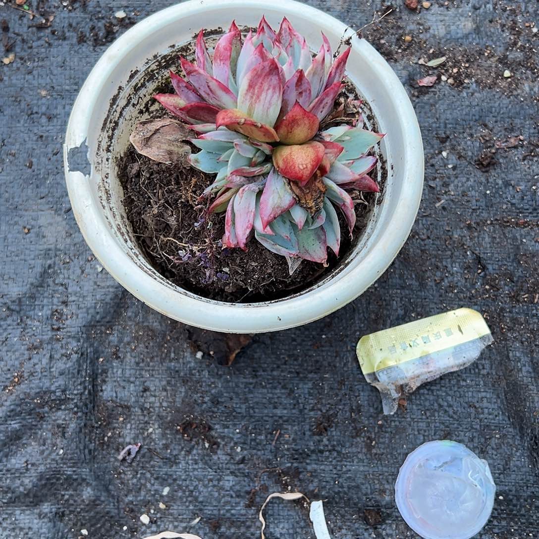 琳***琳多肉植物一物一拍