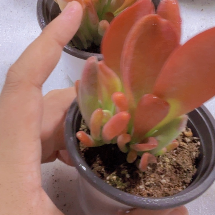 火狐狸一颗福利一颗