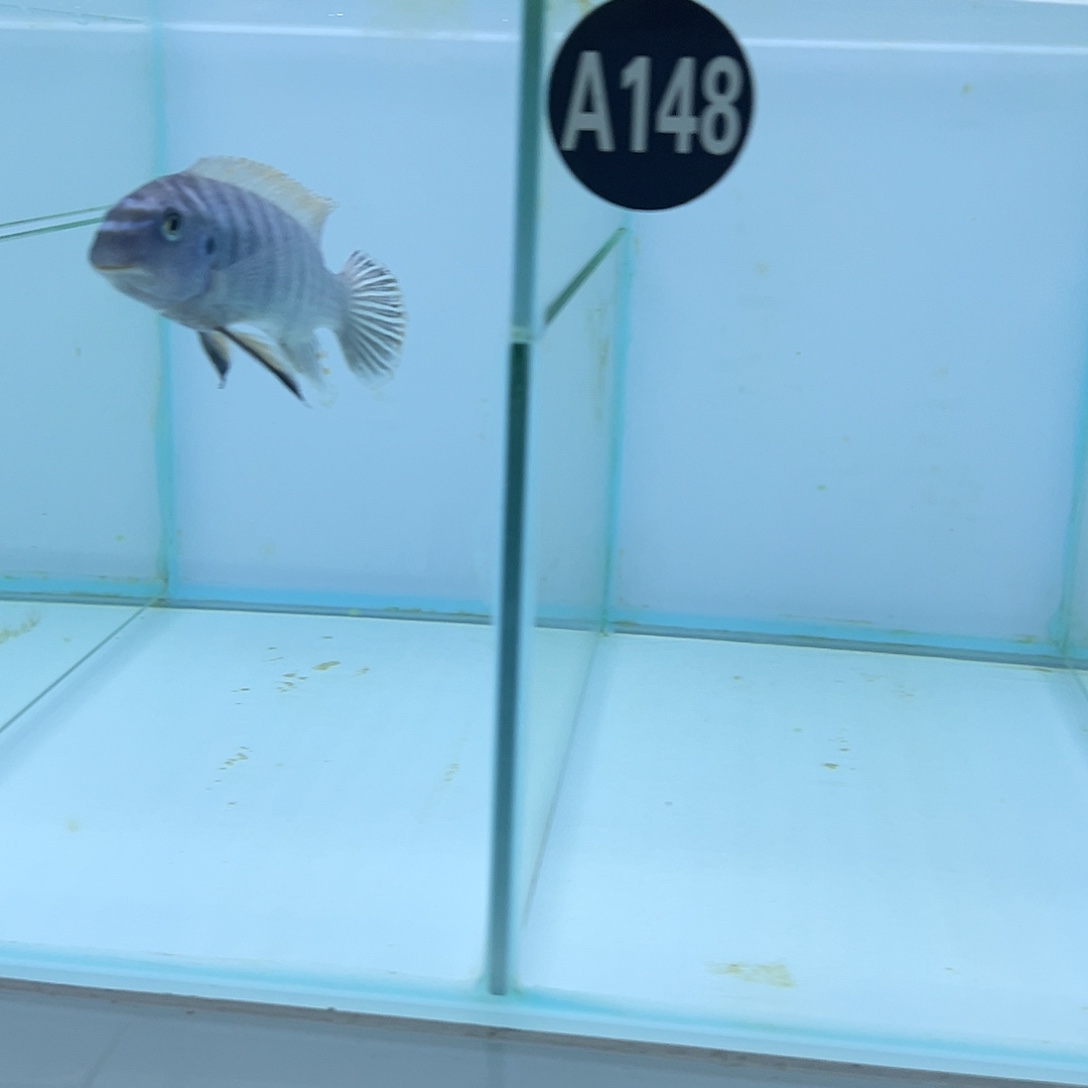 海水鱼1111111111111111111