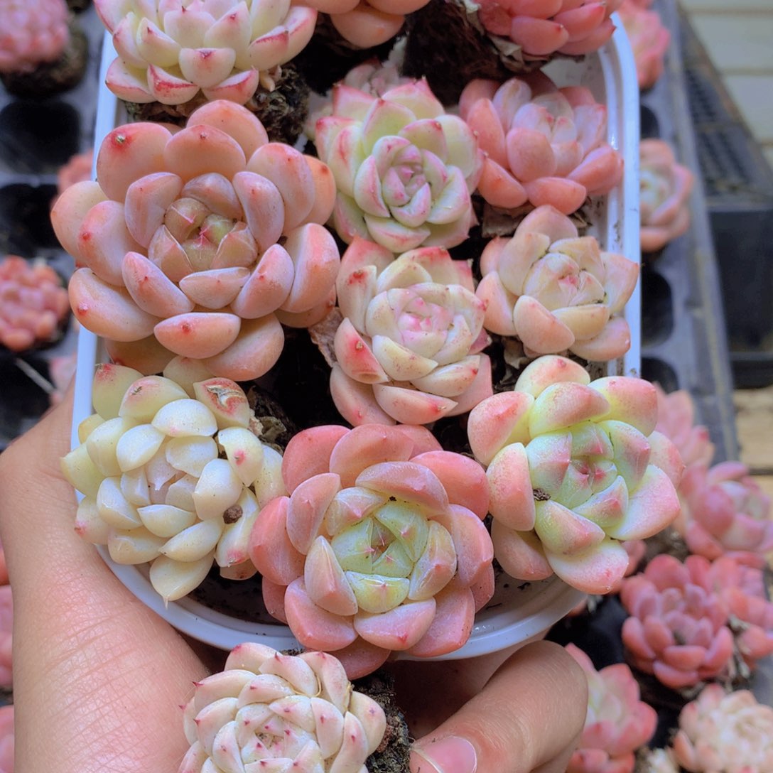 我要去看你了啊我的天099