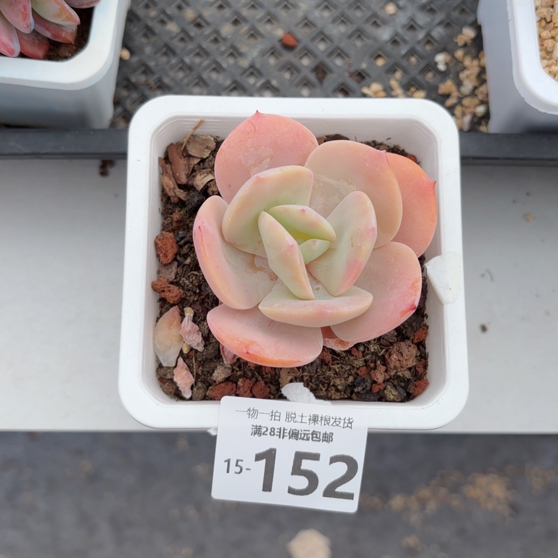 白凤多肉多肉多肉