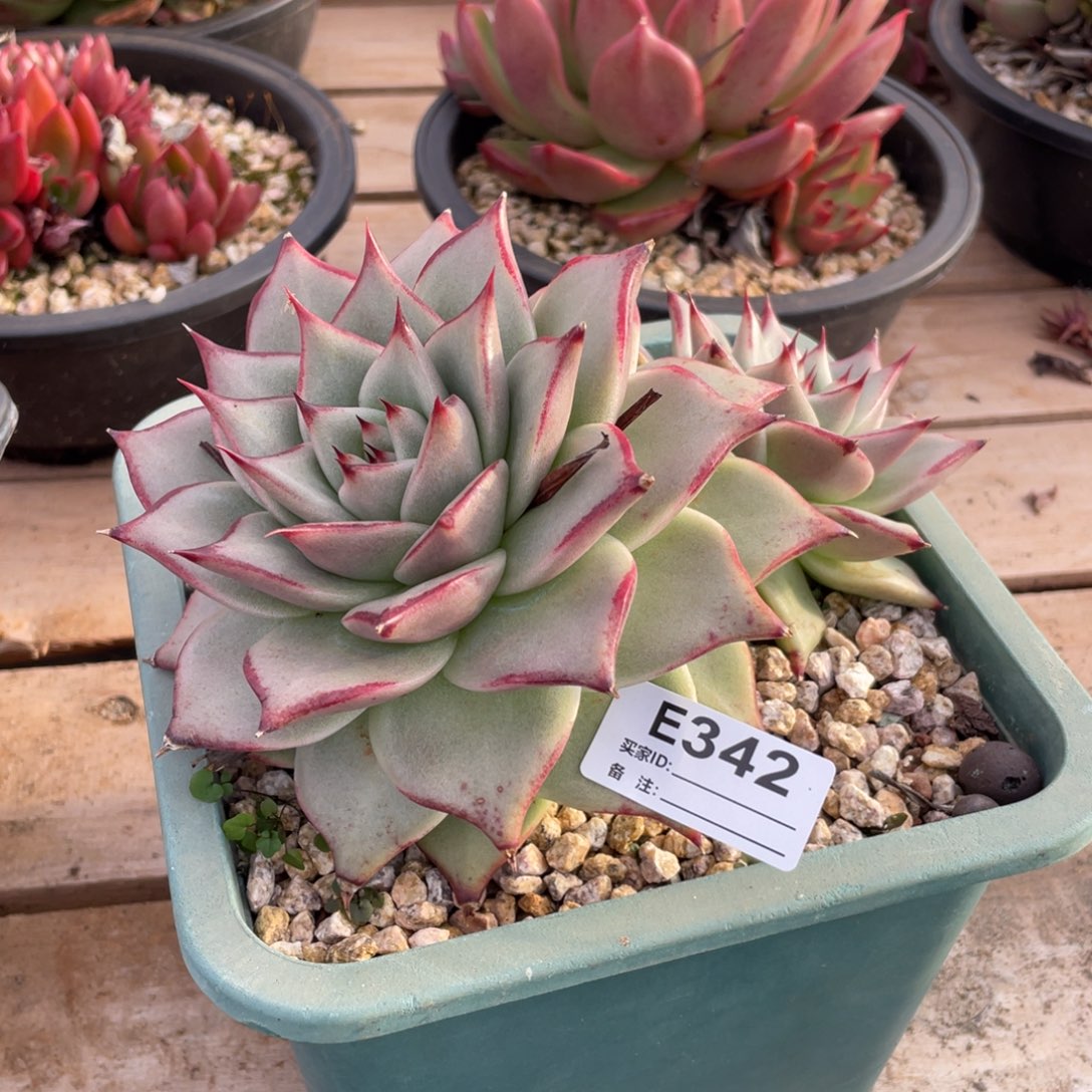 无花朵若如东云单拍E342