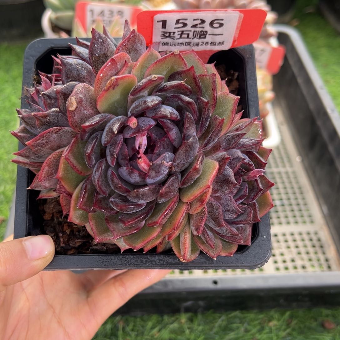 表妹精品多肉1526.