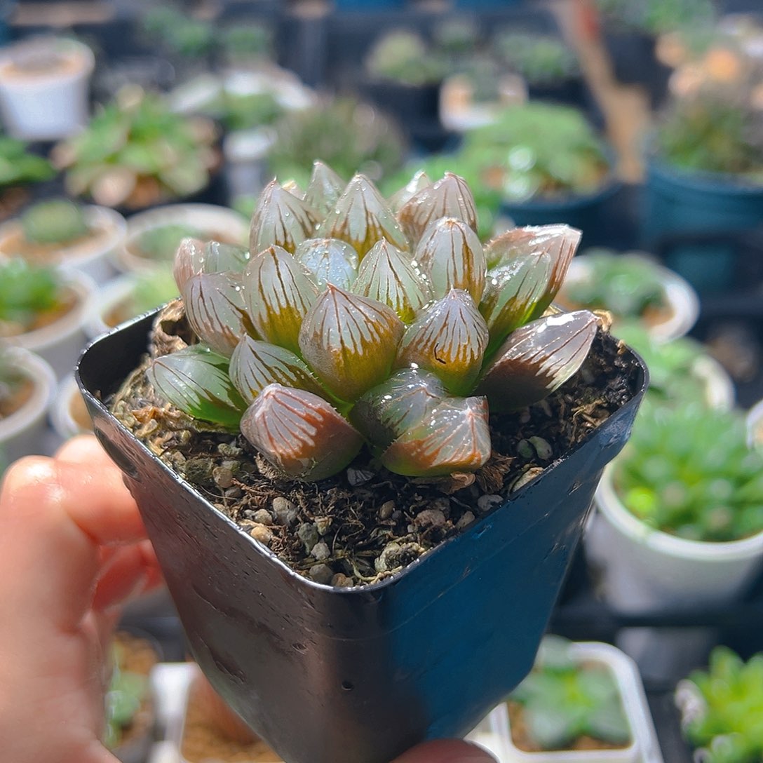 龙爪母本玉露多肉植物一颗