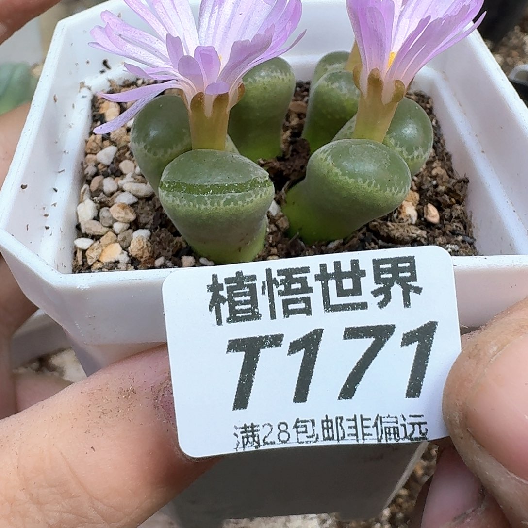 多肉W的人生的人生经历fv