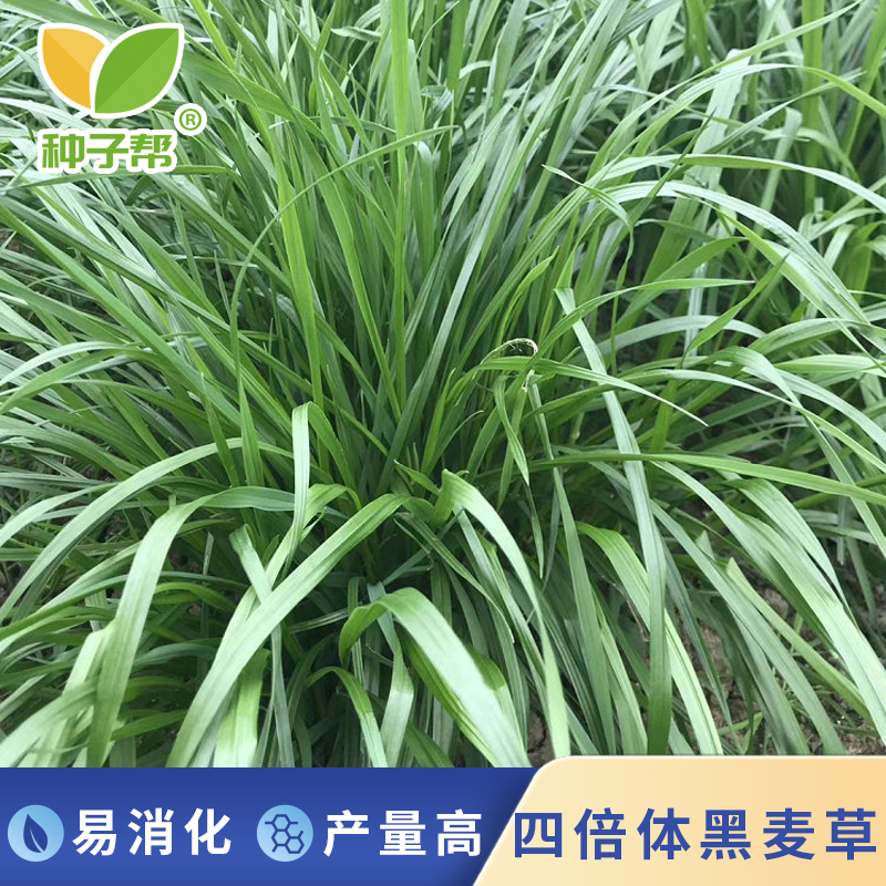 特高四倍体黑麦草种子秋播种植高产宽叶品质柔嫩多汁南方生长牧草