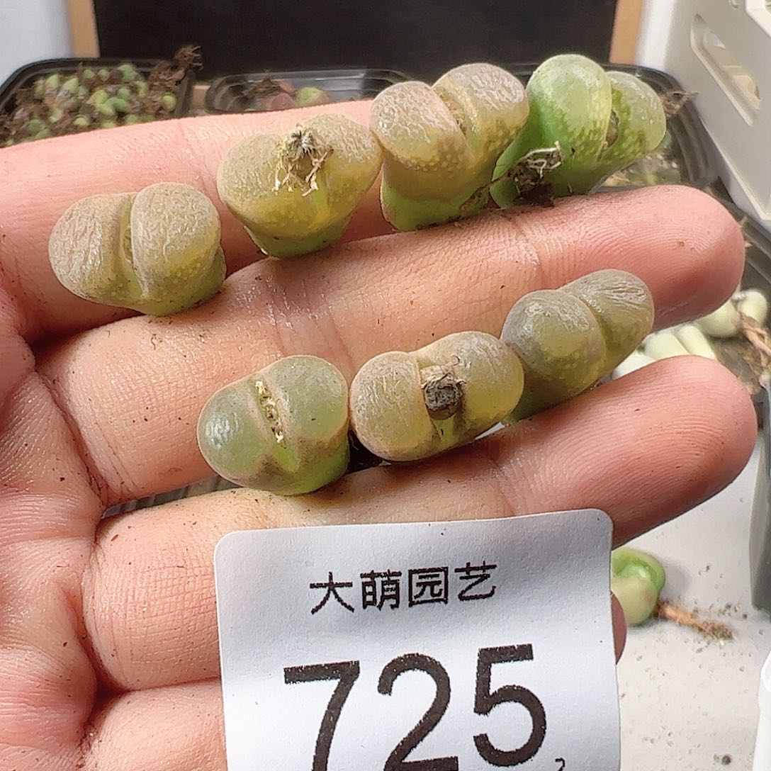 0000725 一物一拍……