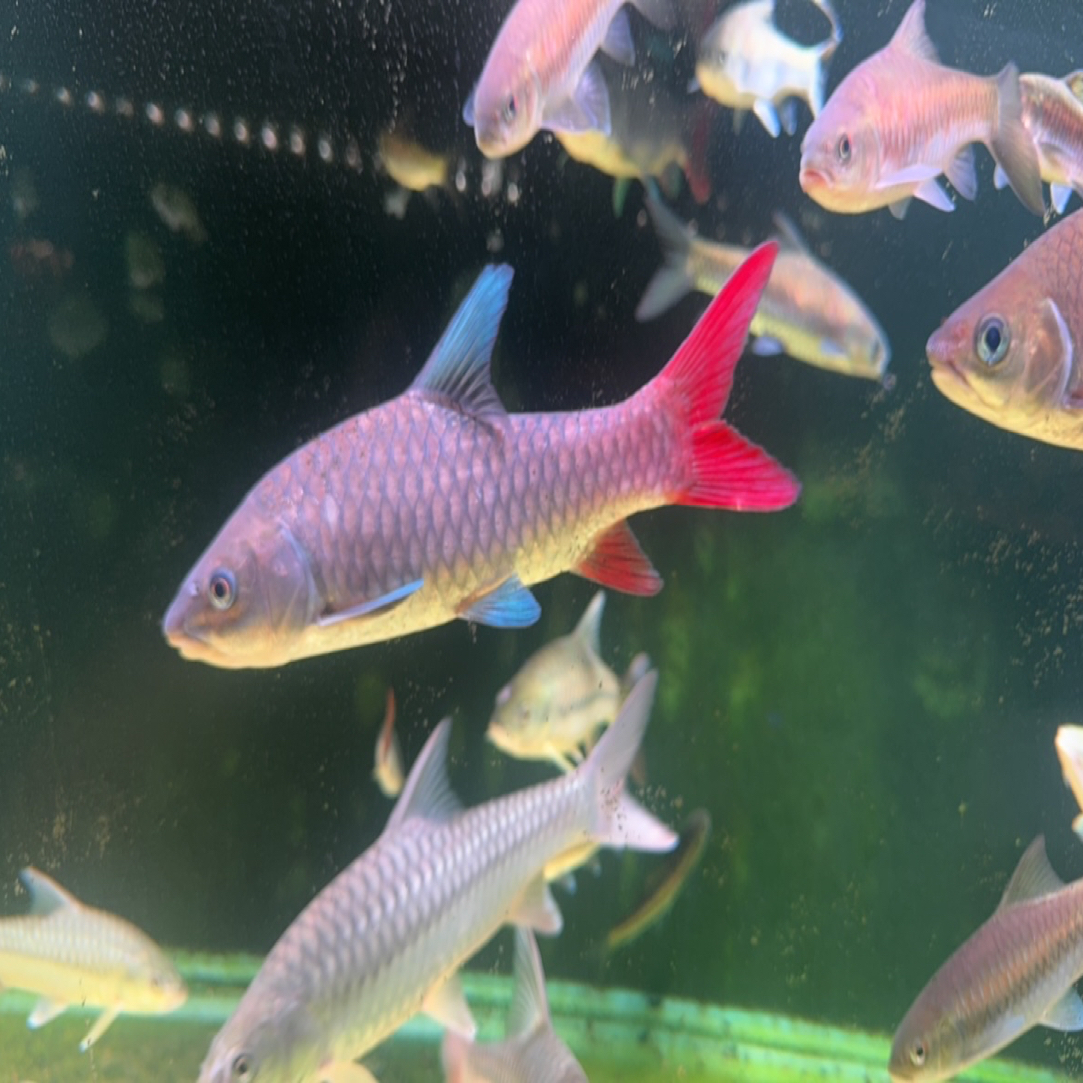 吉罗鱼（售后需要有开箱视频