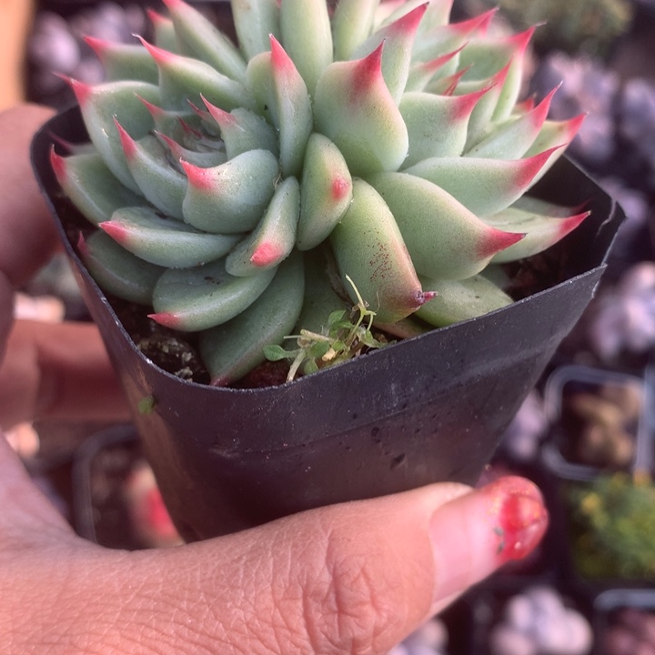 托斯卡双。（满9.99包邮不满9.99发叶子）