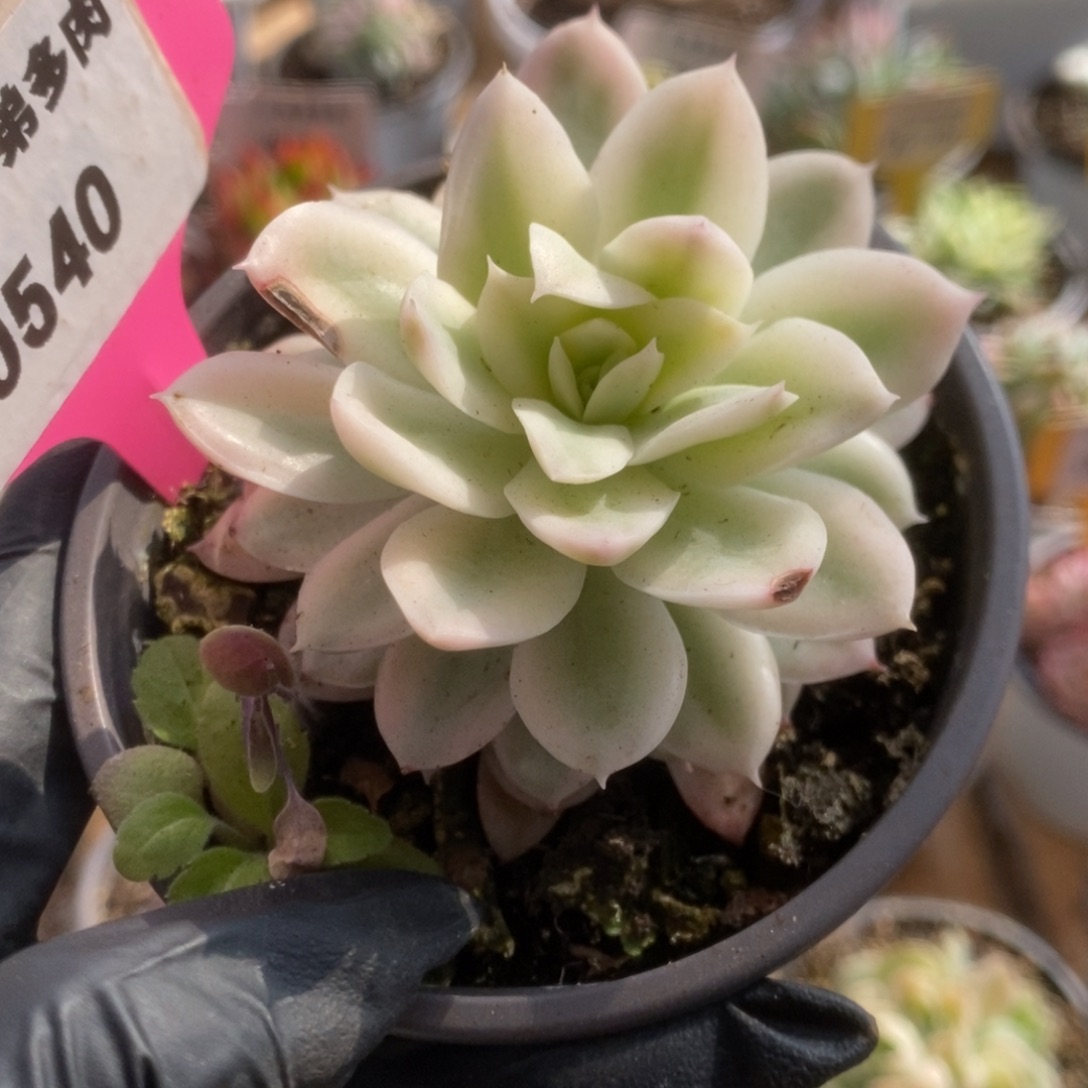 540火焰杯锦锦锦锦锦