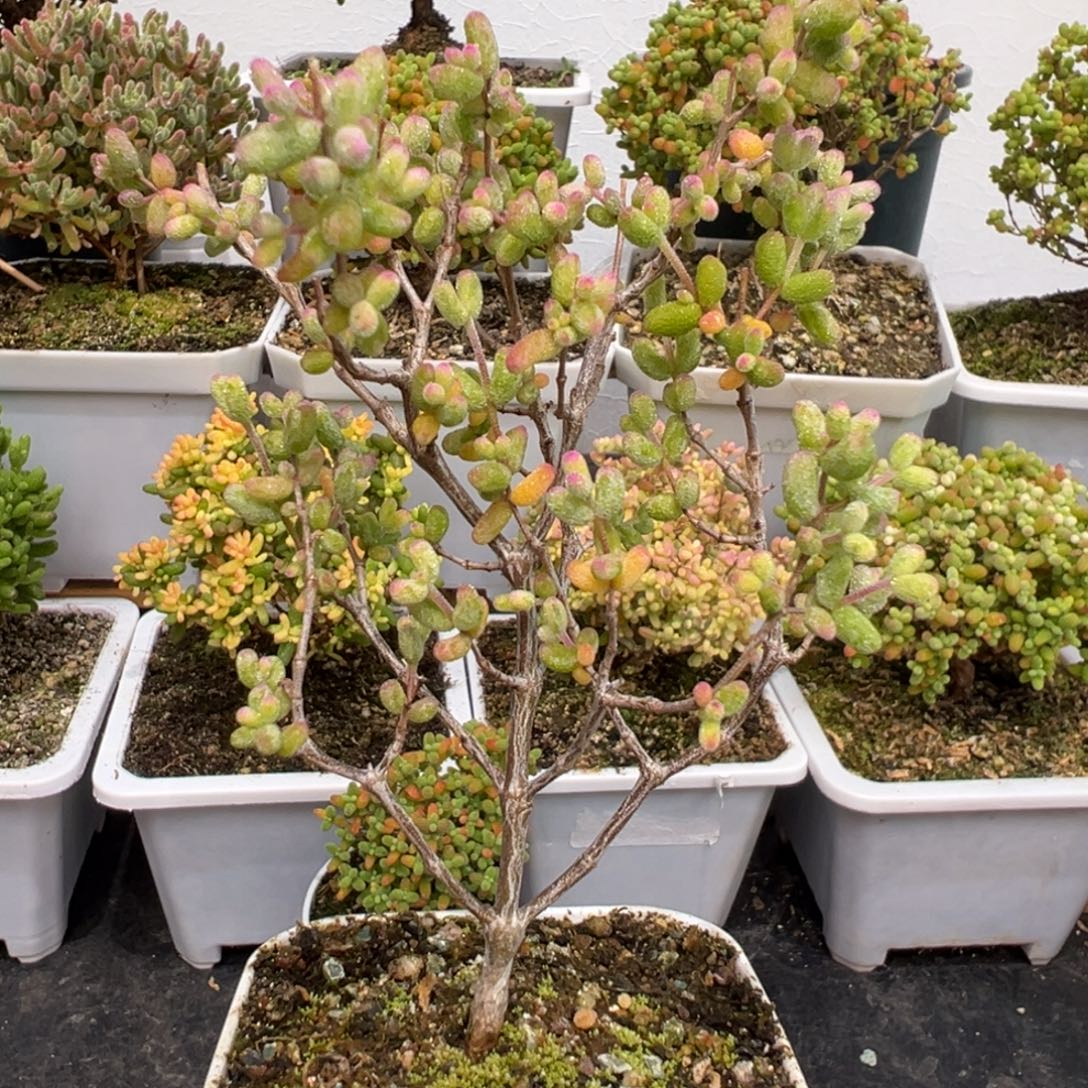 D3213白虎斑锦一物一拍