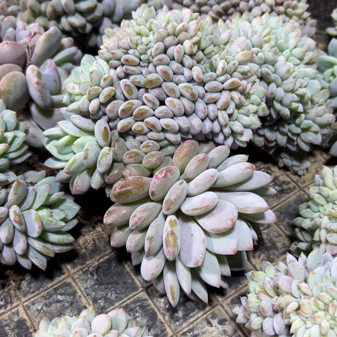 孩***儿星星橙缀化2026首单孩儿