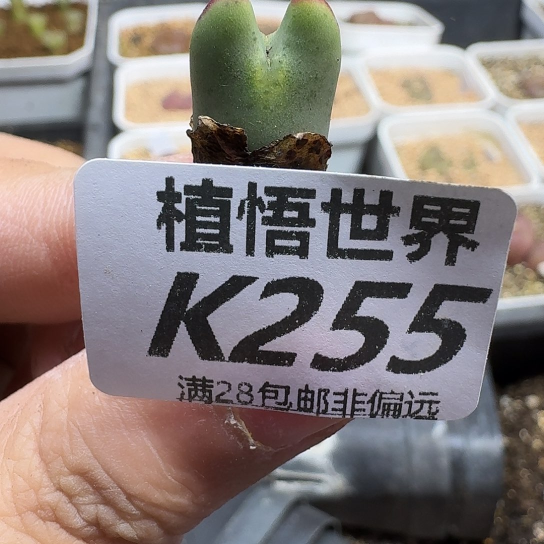 多肉植物的人啊ghj