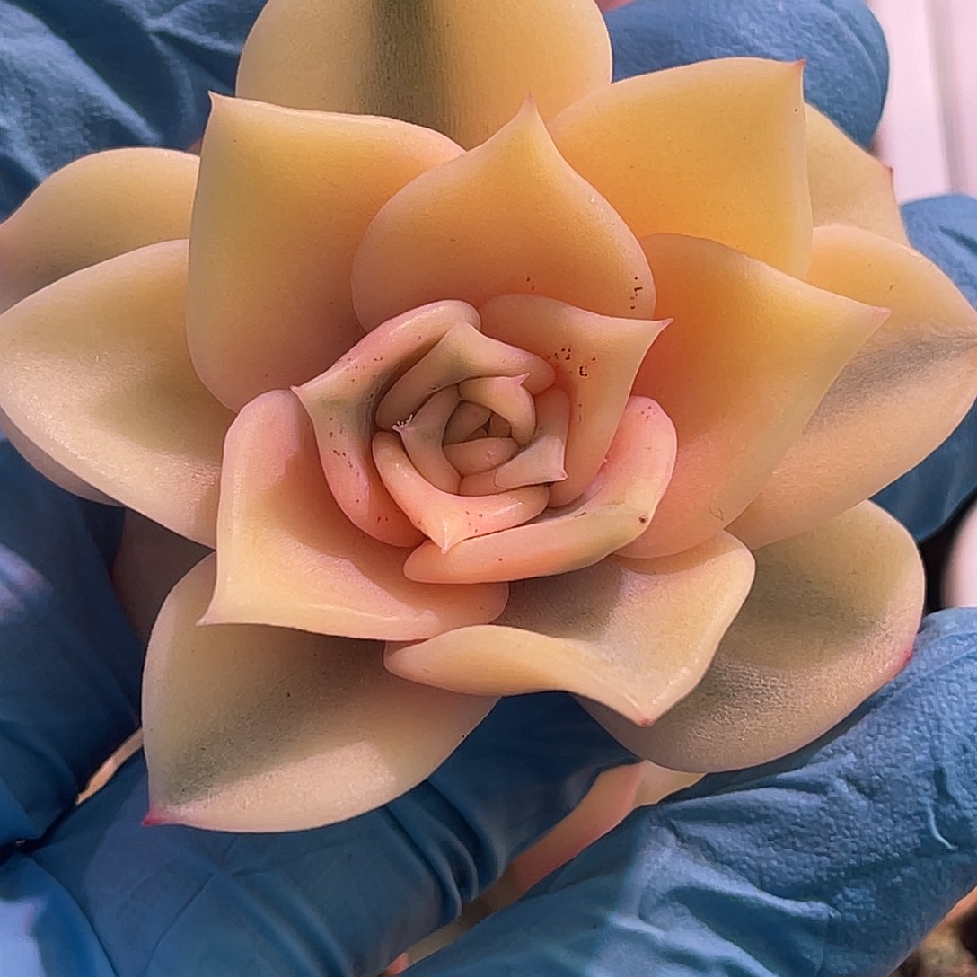 尚品园艺福利锦头盖8058