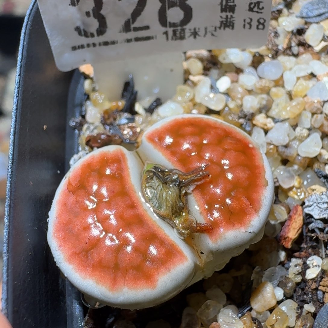 Sss清清清货了328