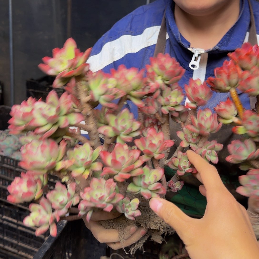 红枝莲 一颗 不包损10 米