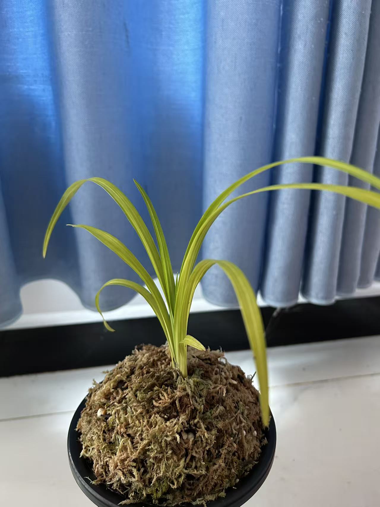 绿兰秋芝送春莲瓣