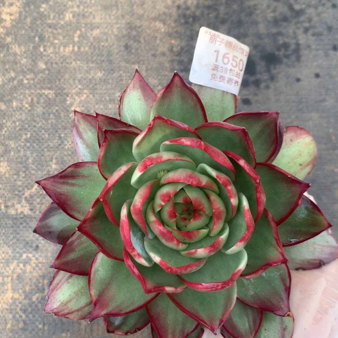 1650号多肉植物惊鸿