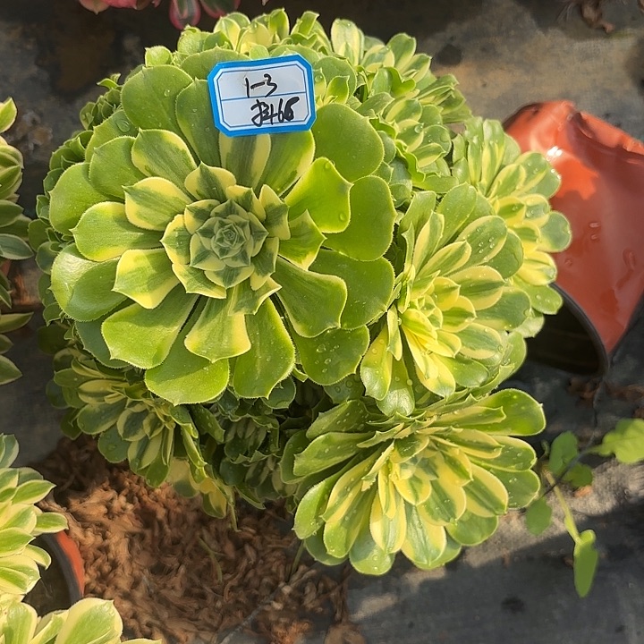 新尼亚多肉法师不包损66