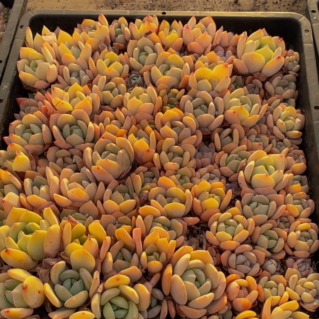 126多肉植物保护研究所所长