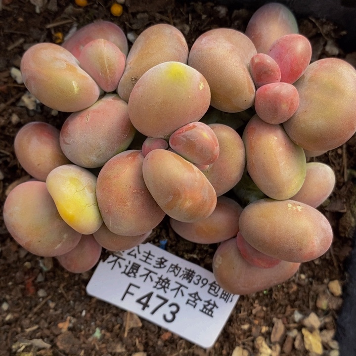 芒果奶8cm473多肉植物