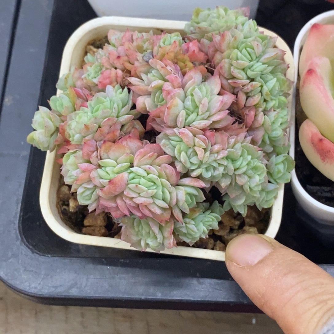 精品多肉一物一拍不包整225