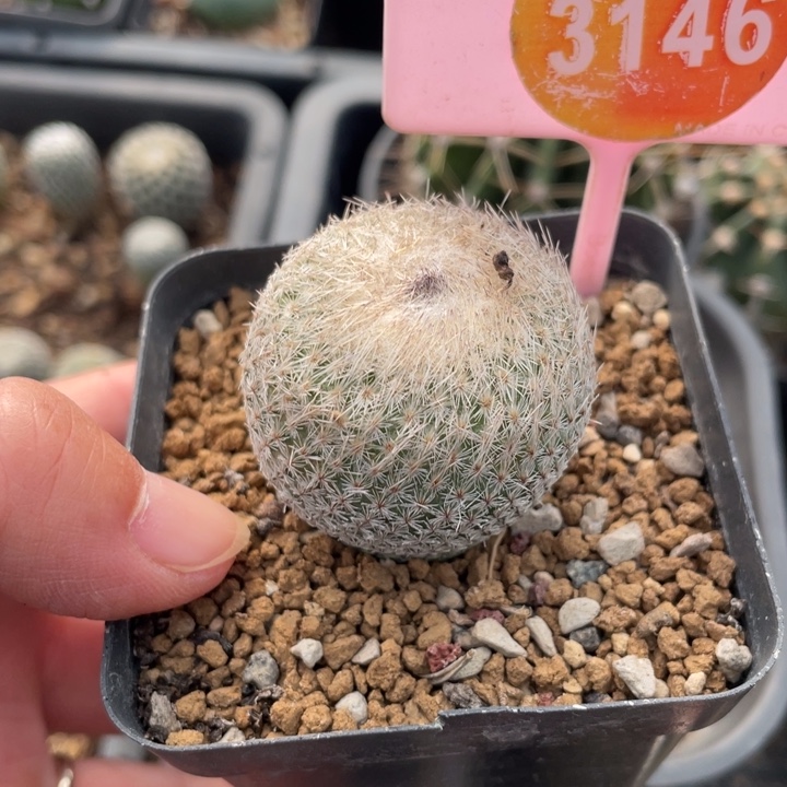 祖****实生月世界314600000