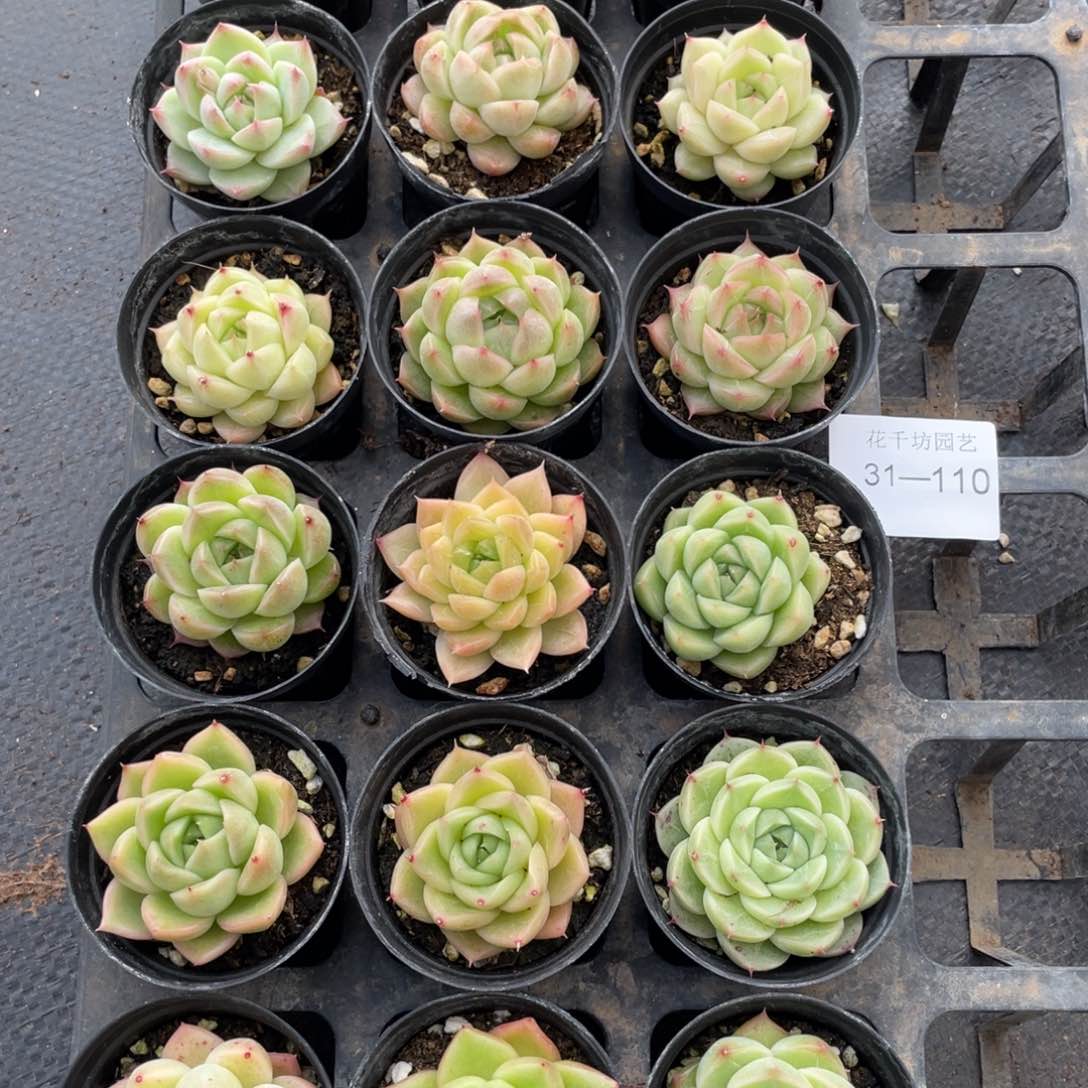 一物一拍18颗31-110