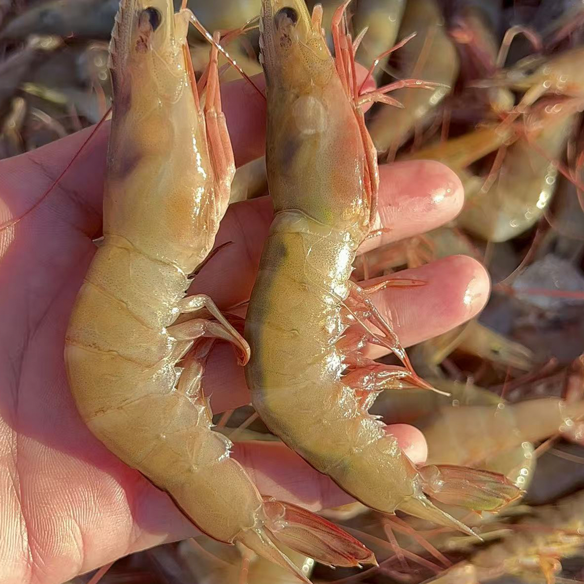 硇洲天然野生新鲜麻虾仁 肉质鲜嫩滑口 到手3斤6袋