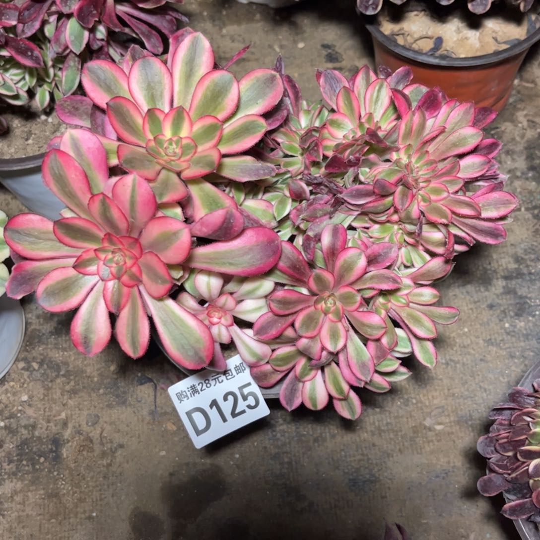 125多肉植物香奈儿