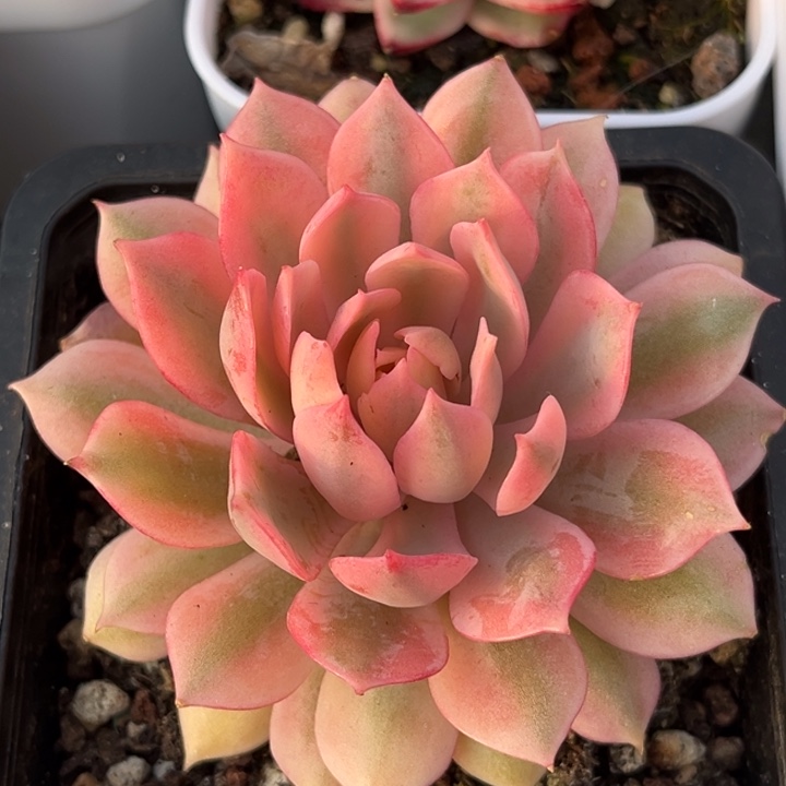 粉蝶锦腹轮锦一颗价格