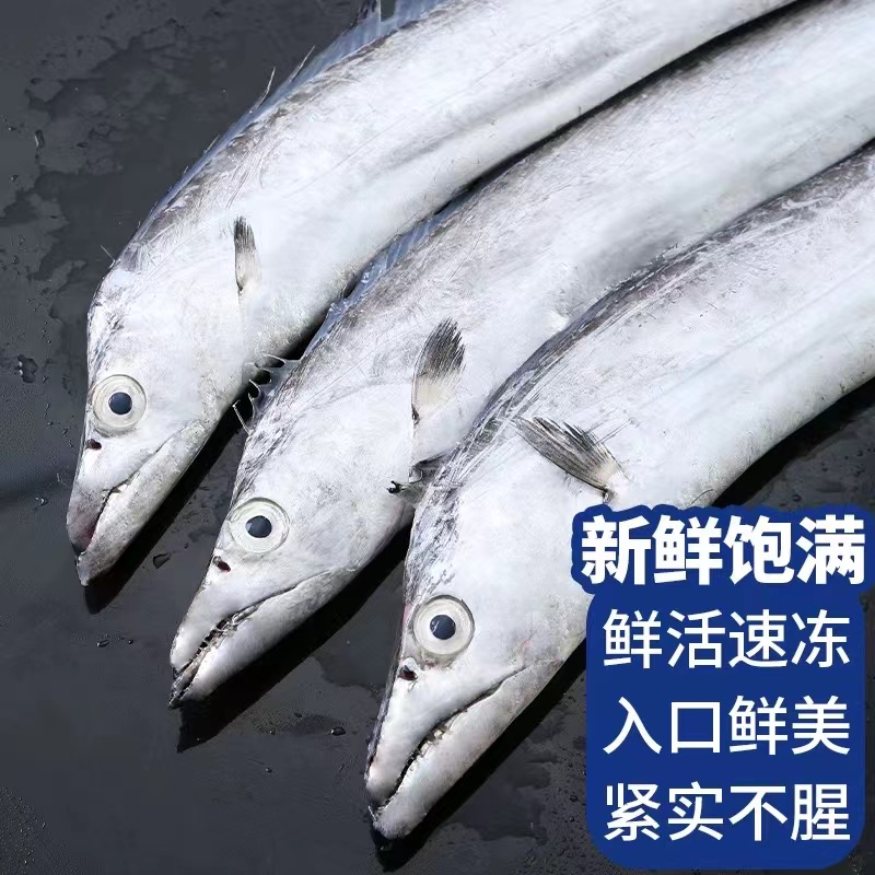 【济州岛-特大】济州岛小眼睛油带鱼深海捕捞雷达网油带